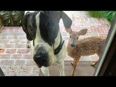 When your dog brings home a friend 🙈🤣 New Funny Animal