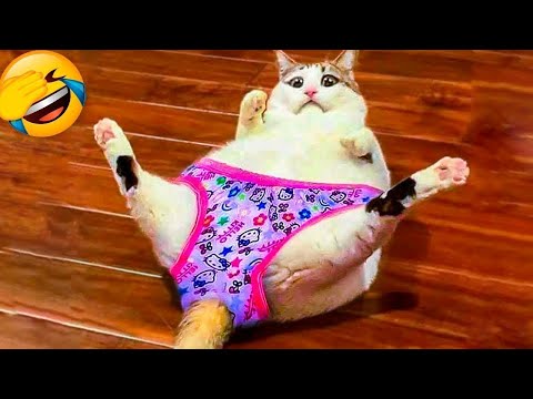 Funniest Animals 2023 😂 Funniest Cats and Dogs 😺🐶