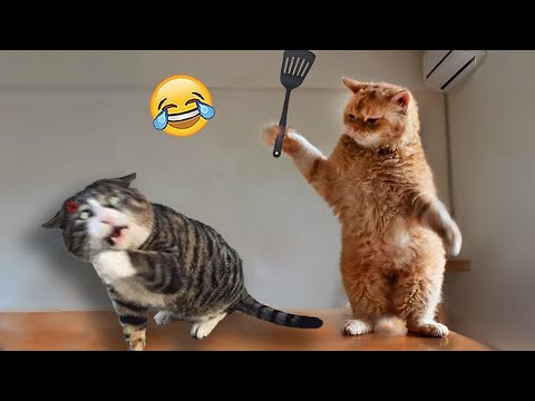 1 Hour Funny Dogs And Cats Videos 😂 Funniest Cats and Dogs 😸🐶