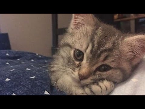 😂 Funniest Cats and Dogs Videos 😺🐶 || 🥰😹 Hilarious Animal Compilation №128