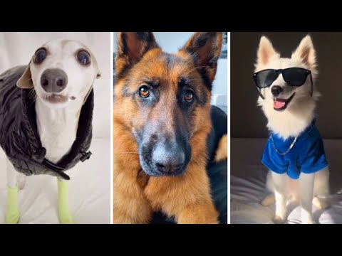 1 Hour of Funniest Dogs 😍 New Funny Dog Videos 😹🐶 (2023)