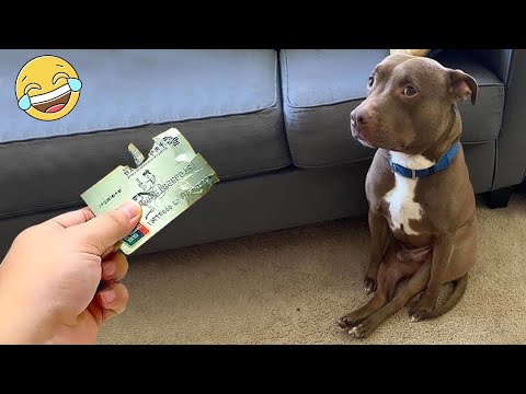 Funniest Animals 2023 🤩😂 Best Dogs and Cats Videos of The Month 🐶😻