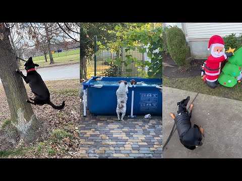 Dogs Doing Funny Things 😂 Best of August 2023