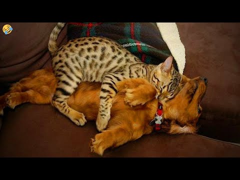 FUNNY & CRAZY CATS and DOGS 🐱🐶 Funniest Cute Animals Videos 2023