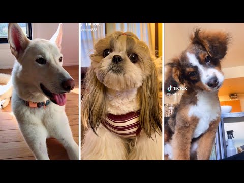 🐶 YOU LAUGH YOU LOSE! 🤣 (Funny Dog Videos) 😅
