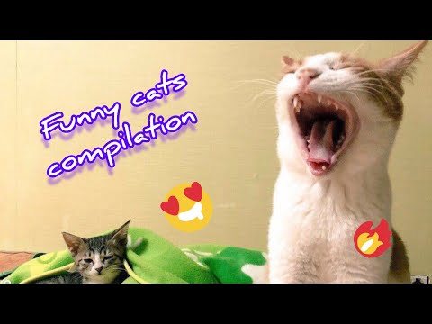 😂 Funniest Cats Videos 😺🐶 || 🥰😹 Hilarious Animal Compilation №147