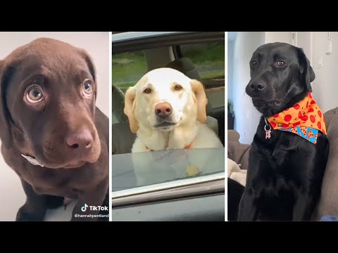 Funniest & Cutest LABRADOR Puppies ~ Funny Dog Videos (2023)
