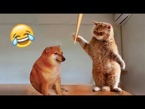 FUNNIEST CAT AND DOG VIDEOS 2023