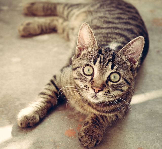 Expert Advice About Cats That Can Really Help You!
