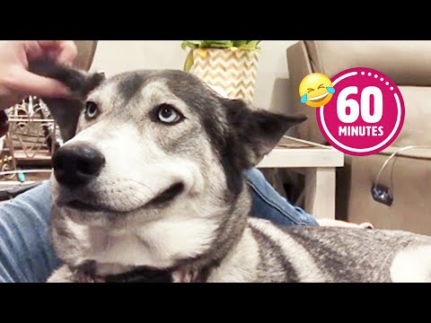 FUNNY Husky Moans for Scratches 😂 |BEST Cat & Dog Videos 2023