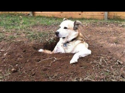 You will LAUGH SO HARD that YOU WILL FAINT –  FUNNY DOG compilation