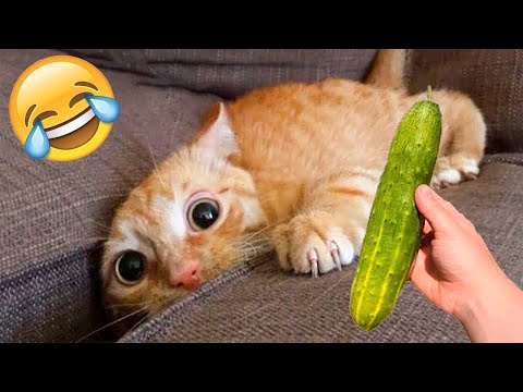 FUNNIEST CAT AND DOG VIDEOS 2023