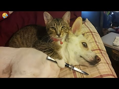 FUNNY CATS vs DOGS 🐱🐶 Best Friends or Enemies? 🐾 New Funniest Animals Videos 2023 😂