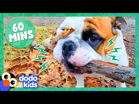 60 Minutes Of Dogs Being Hilarious And Adorable | 1 Hour Of Animal Videos | Dodo Kids