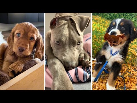🐶 YOU LAUGH YOU LOSE! 🤣 (Funny Dog Videos) 😅  *1 HOUR*
