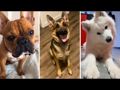 🐶 Ultimate Funny Dog Compilation 😂 Cute Dogs Stealing the Spotlight  🐾😄