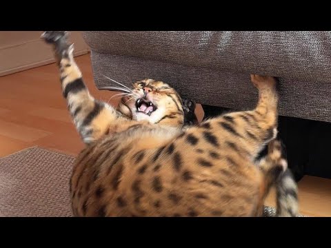 😂 Funniest Cats and Dogs Videos 😺🐶 || 🥰😹 Hilarious Animal Compilation №156