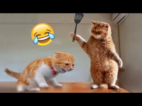 1 HOUR with THESE clumsy CATS 😹 Funniest Cats & Dogs Videos🐶😹