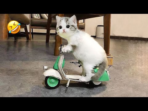 New Funny Animals 2023 😍😁 Funniest Cats and Dogs Videos 😹🐶 Part 11