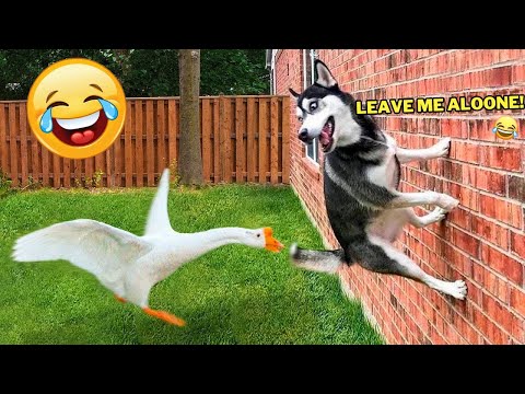 1 Hour Of Funniest Cats & Dogs Videos 😂 Hilarious Animals 2023 🐾