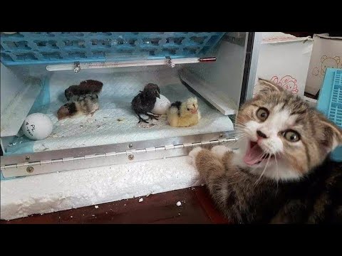 😂 Funniest Cats and Dogs Videos 😺🐶 || 🥰😹 Hilarious Animal Compilation №154