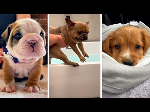 Funniest Dogs 😍 New Funny Dog Videos 🐾🐶 (2023)