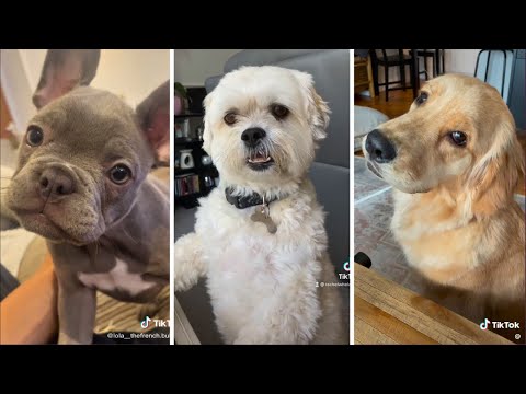 1 Hour of Funniest Dogs 😍 New Funny Dog Videos 🐾🐶 (2023)