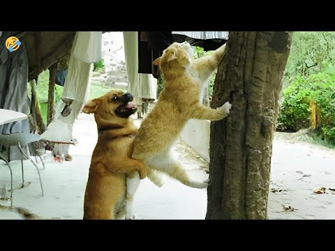 FUNNY CATS and DOGS 🐱🐶 Clumsy Mom Cats 🙃 Talking Cats 😹 New Funniest Animals Videos 2023 😂