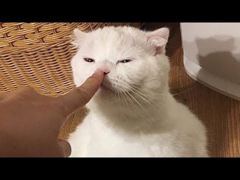😂 Funniest Cats and Dogs Videos 😺🐶 || 🥰😹 Hilarious Animal Compilation №149